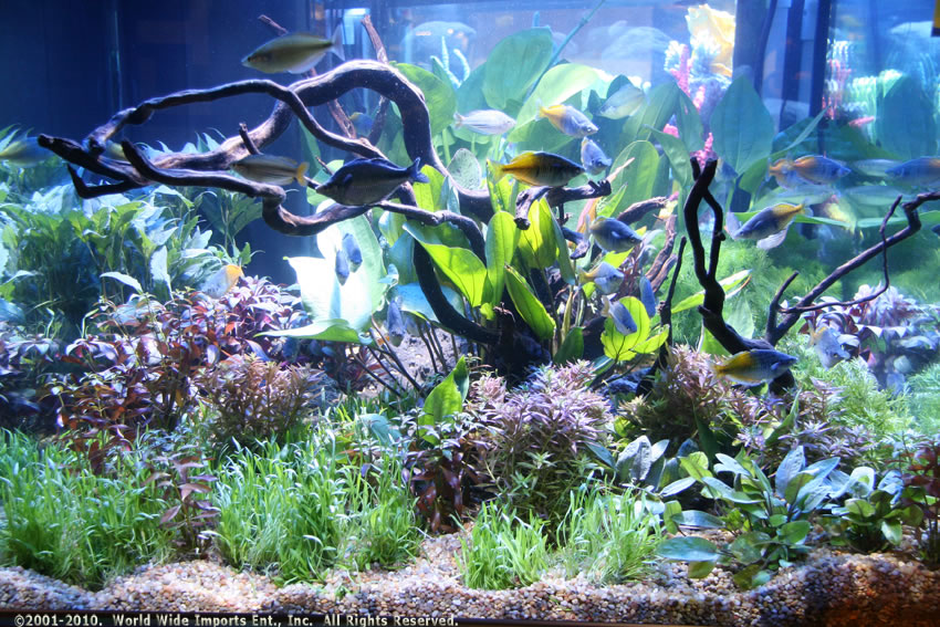 Rift Lake Gravel Dry African Cichlid Substrates for your Cichlids